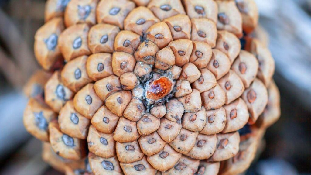 Fibonacci pine cone